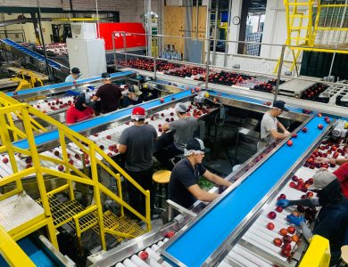 A busy factory with workers sorting red apples on conveyor belts indoors.