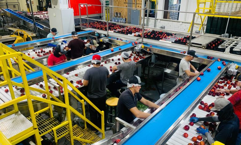 A busy factory with workers sorting red apples on conveyor belts indoors.