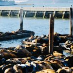 A large group of sea lions sunbathing on wooden platforms at a harbor in San Francisco.