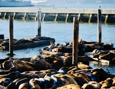A large group of sea lions sunbathing on wooden platforms at a harbor in San Francisco.