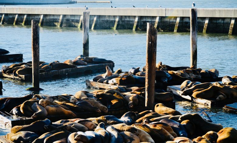 A large group of sea lions sunbathing on wooden platforms at a harbor in San Francisco.